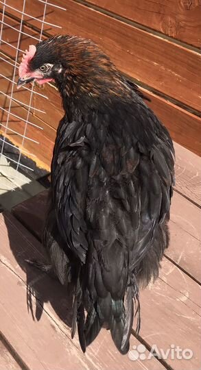 Маран чёрно-медный Петушок, 2 месяца