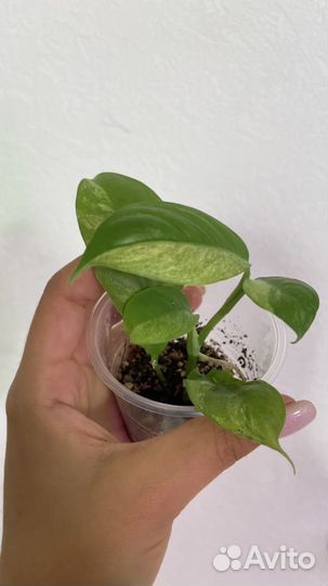 Рафидофора пуберула