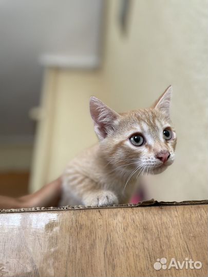 Котята