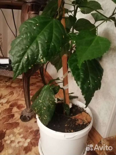 Гибискус китайская роза