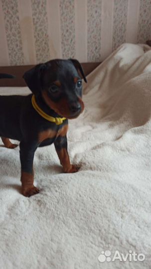 Щенки цвергпинчера