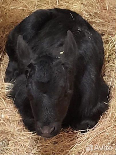 Телята бычки