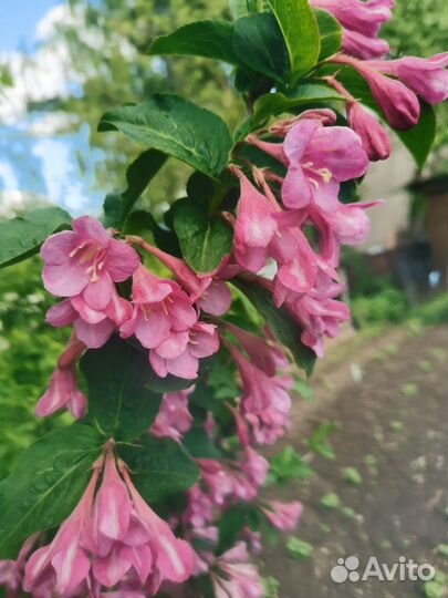 Вейгела розовая