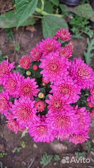 Хризантемы мультифлоры