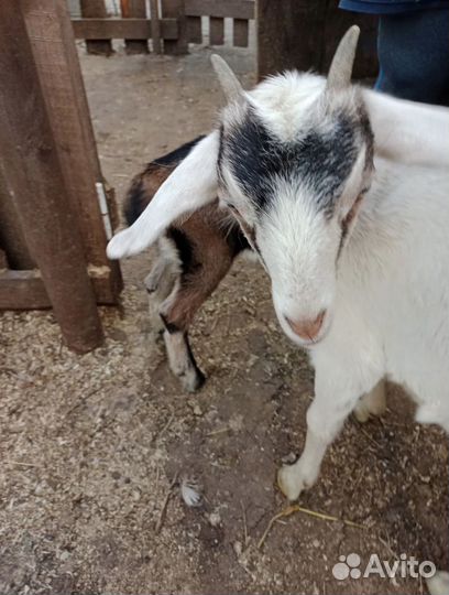 Англо нубийские козы