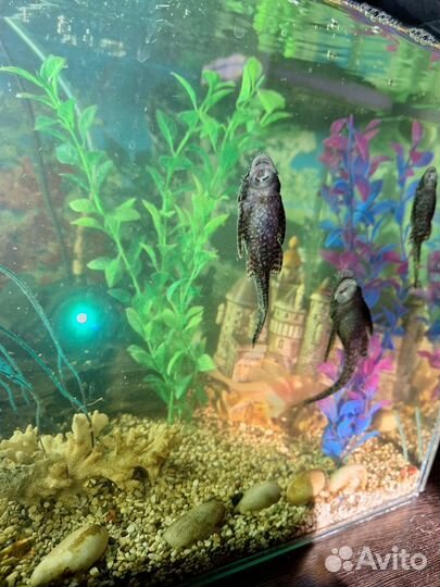 Аквариум с рыбками
