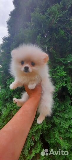 Девочки померанцы мини
