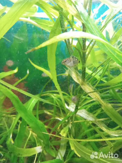 Аквариумы рыбы, растения, сапфировое попугай