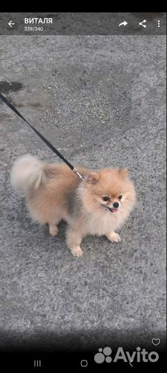 Щенки шпица