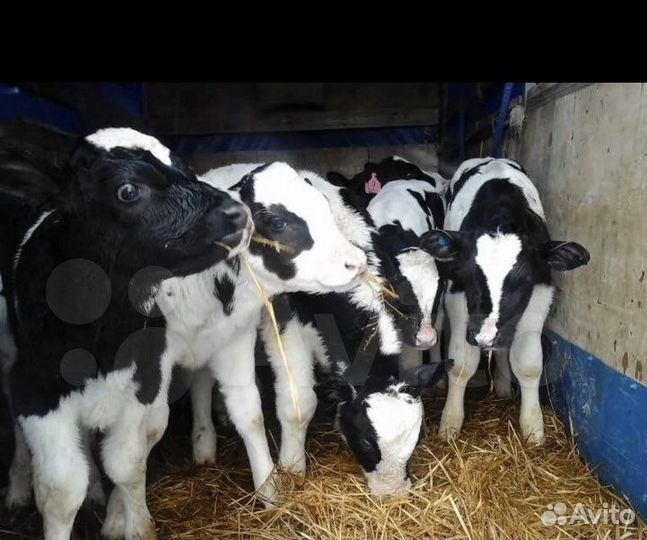 Телята бычки
