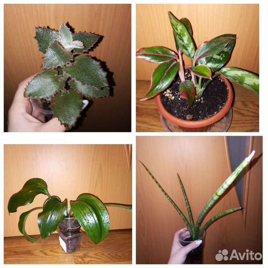 Комнатные растения