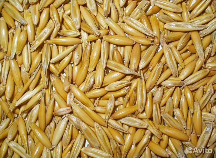 Пшеница яровая, Фуражный ячмень на корм