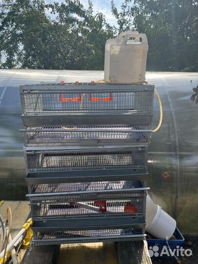 Для перепелок