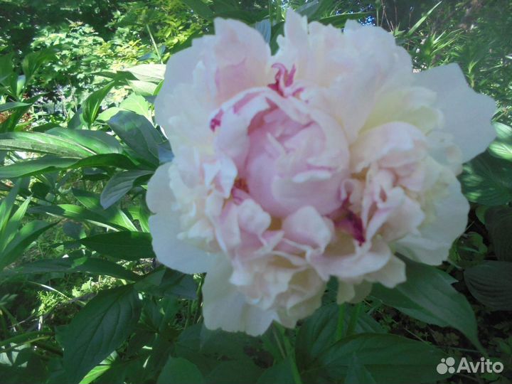 Пионы саженцы