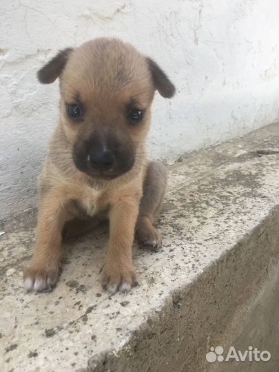 Собака в добрые руки отдам бесплатно