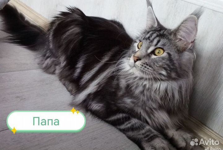 Котята мейн-кун в добрые руки