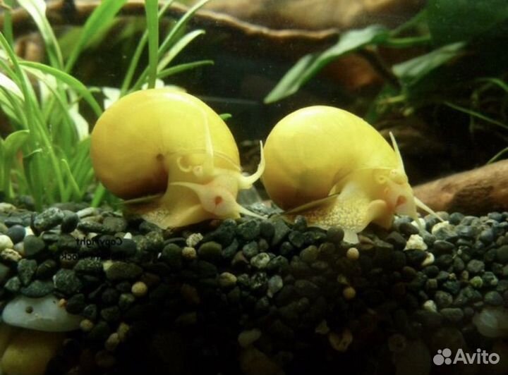 Улитки аквариумные ампулярии