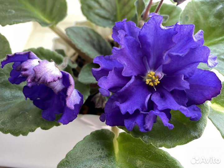 Сортовые фиалки молодые розетки