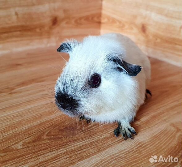 Морская свинка. Девочка