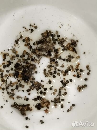 Кактус Тайский