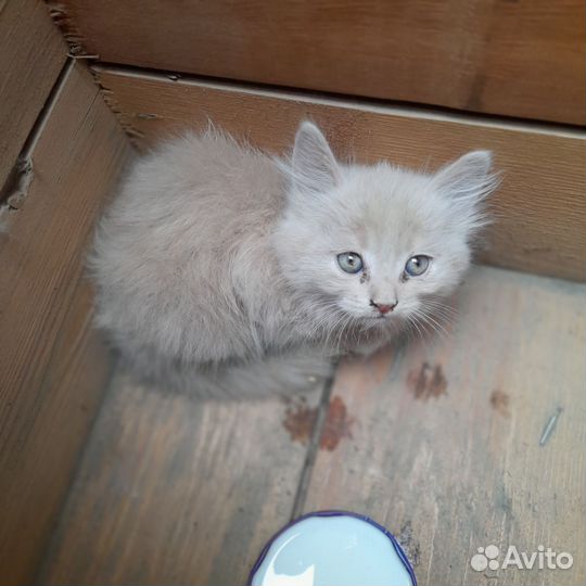 Отдам котёнка