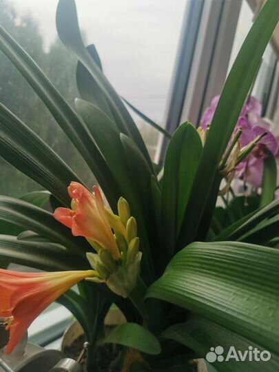 Кливия цветущая