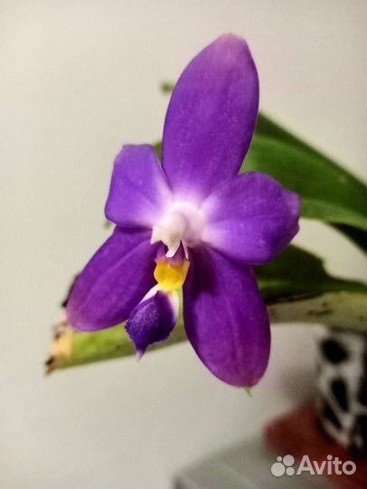 Орхидея P. Yaphon the hulk микс