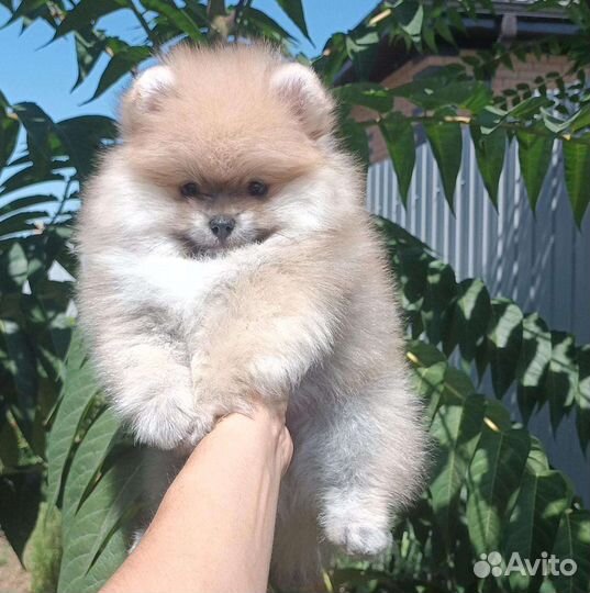 Померанский шпиц