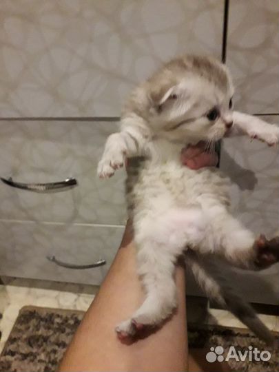 Кошка в дар