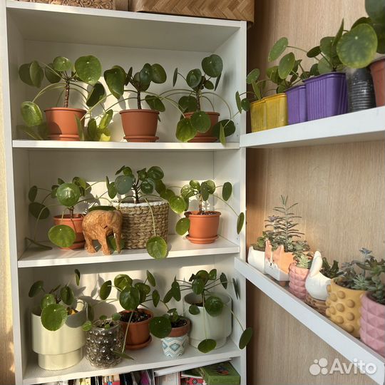 Пилея пеперомиевидная