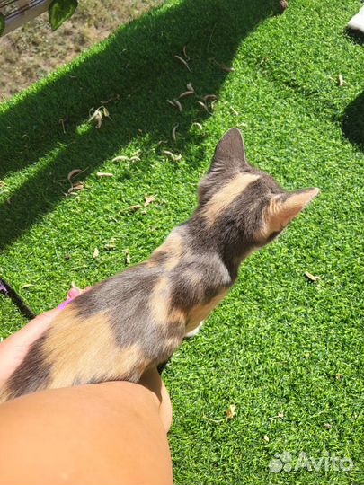 Кошка в добрые руки