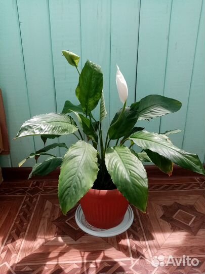 Комнатные цветы