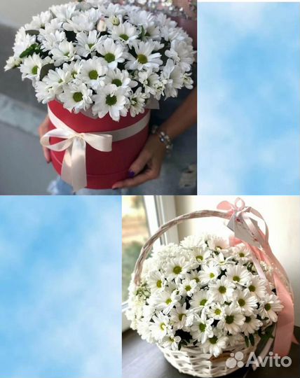 Хризантема