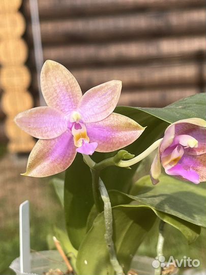 Phal. Peter Blue Diamond х Lueddemaniana