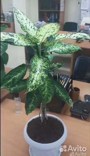 Диффенбахия