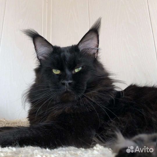 Мейн-кун котята