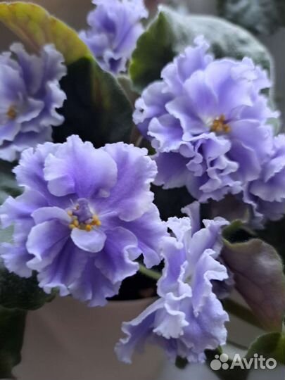 Сртовые фиалки