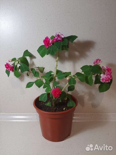 Бальзамин.Клубника со сливками