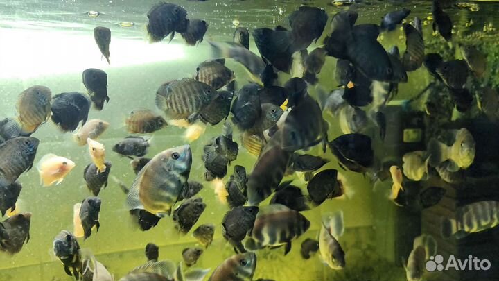 Много видов аквариумных рыб