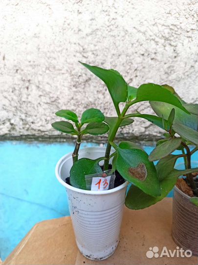 Каланхоэ декоративный