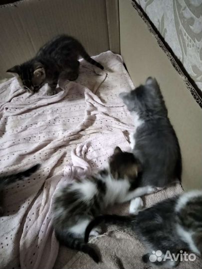 Бенгальские котята в добрые руки