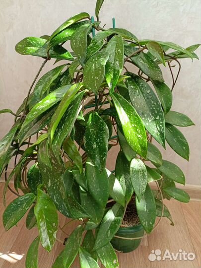 Хойя Публикалис