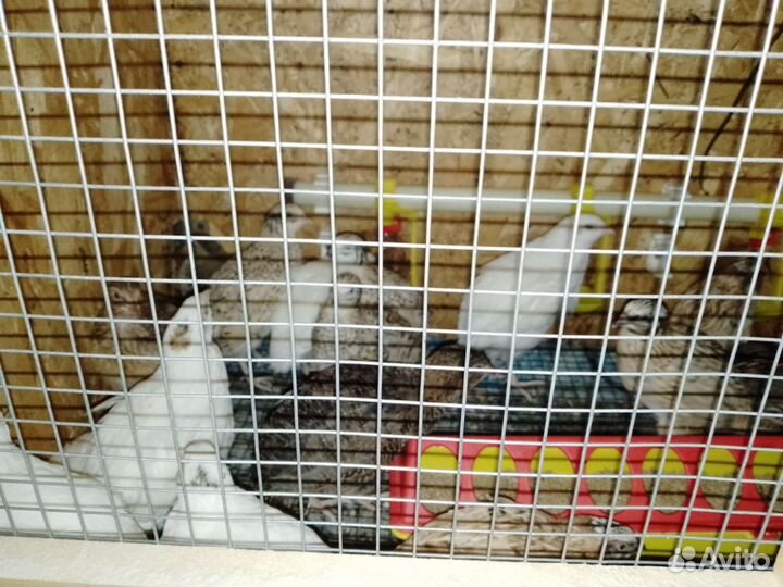 Продажа перепелов