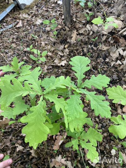 Саженцы дуба