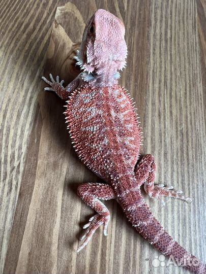 Агама ред самка