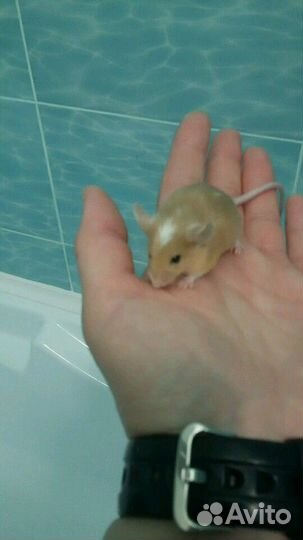 Мышатки декоративные