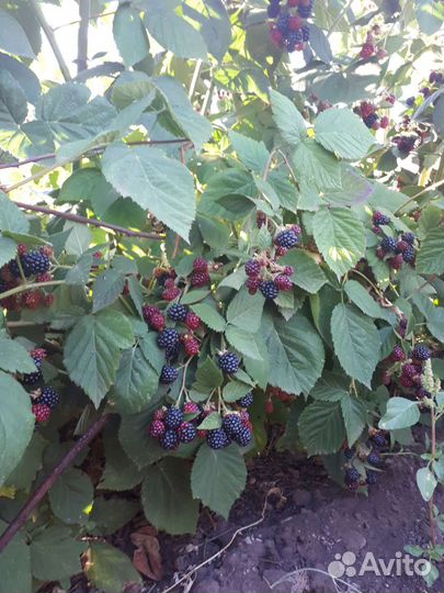 Саженцы ежевики