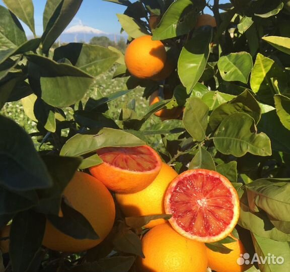 Апельсин Моро и Сангвинелли, Фрагола, Валенсия