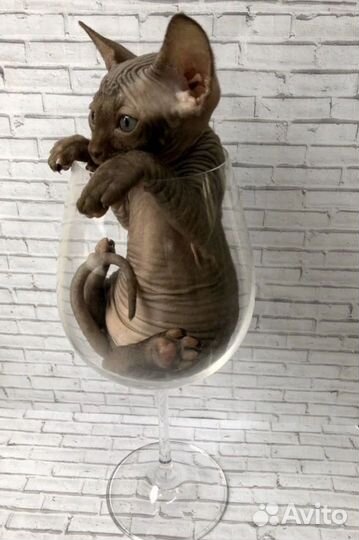 Канадский сфинкс