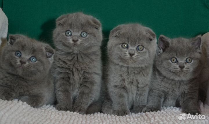 Вислоухие голубые котята